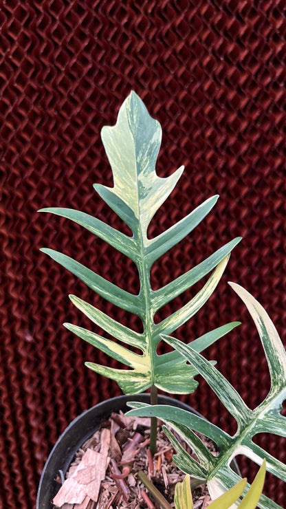 Philodendron Florida Beauty x Tortum