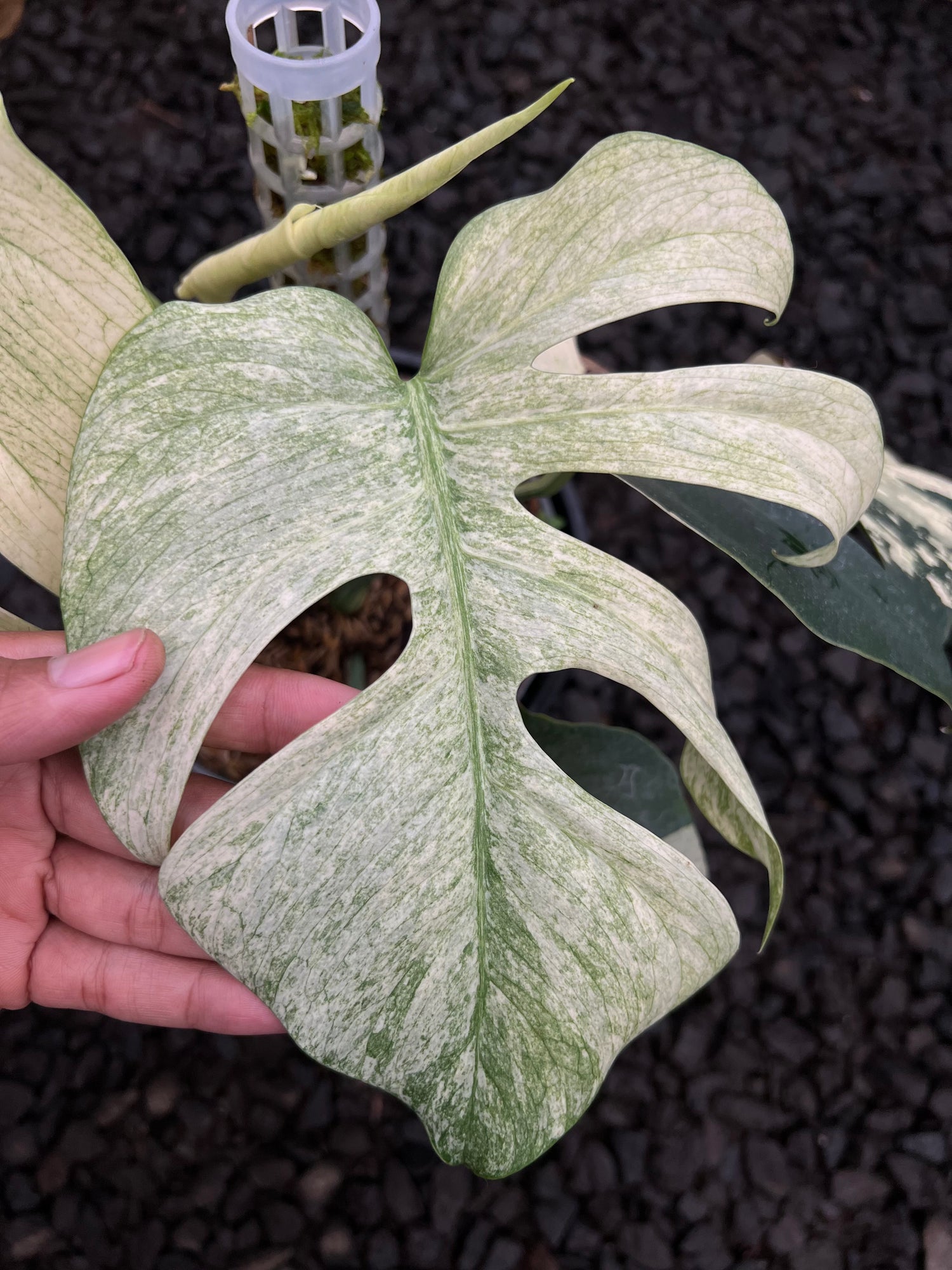 Monstera white mint Variegated Medium Size