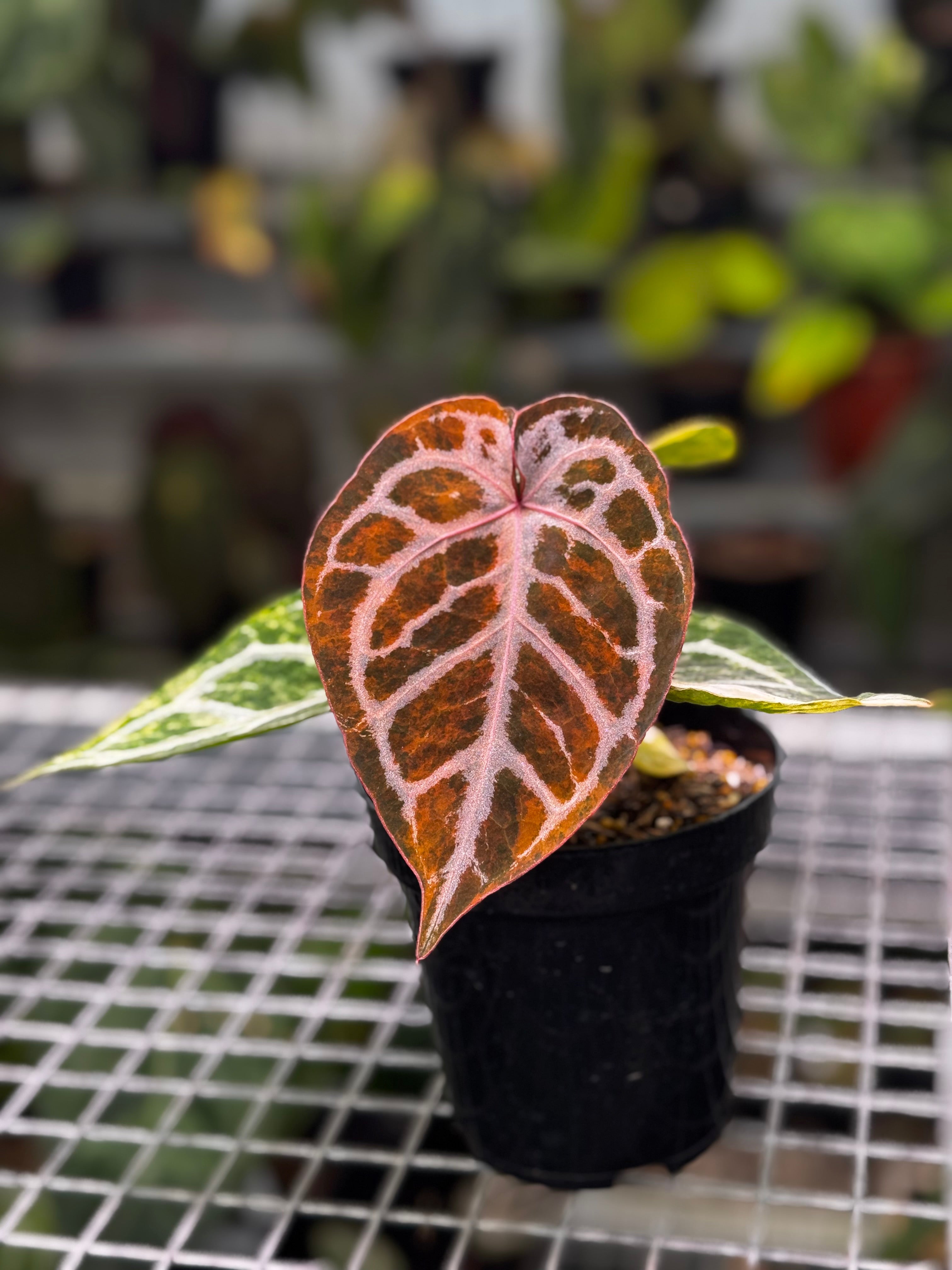 Anthurium Dorayaki Silver x Red Tiger