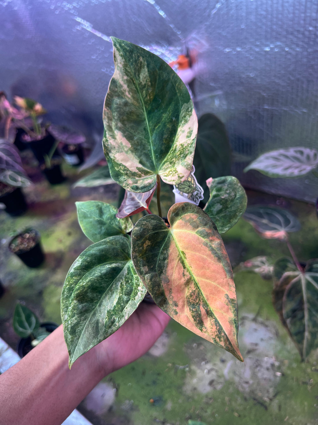 Anthurium Papilillaminum Pink x (Papilillaminum x RC)