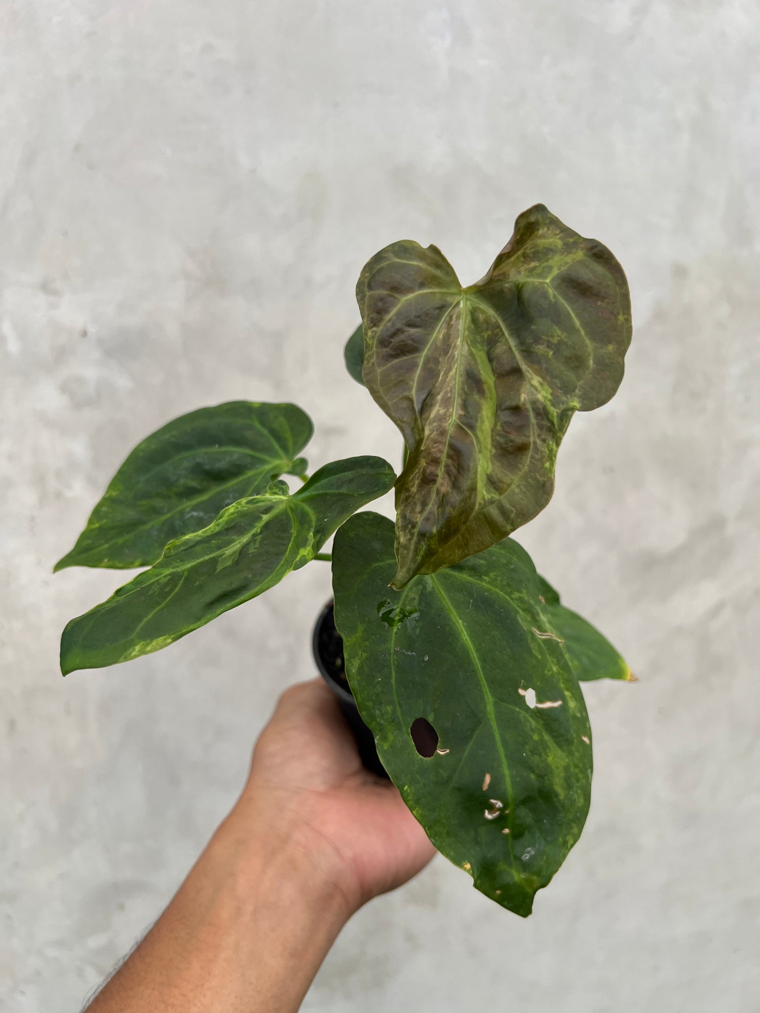 Anthurium Portilae x Forgetii  Variegated