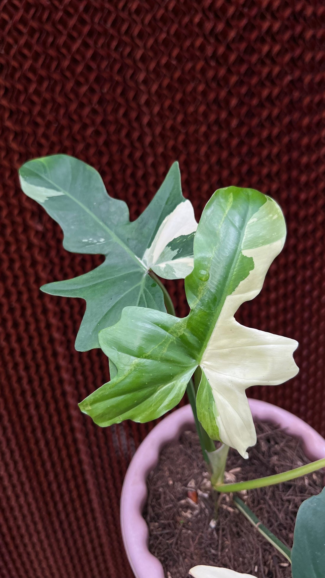 Philodendron Golden Dragon Variegated