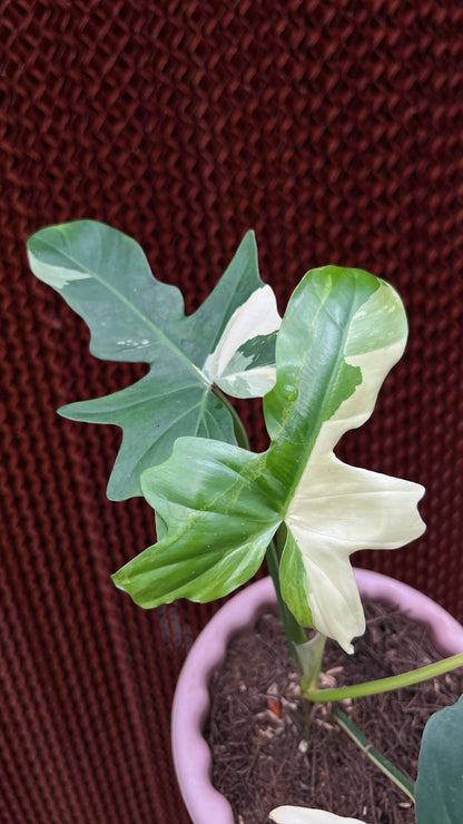 Philodendron Golden Dragon Variegated