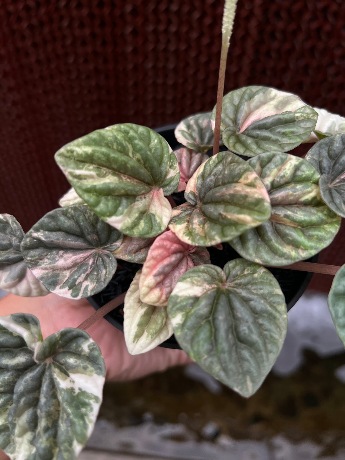 Peperomia Caperata Pink Lady