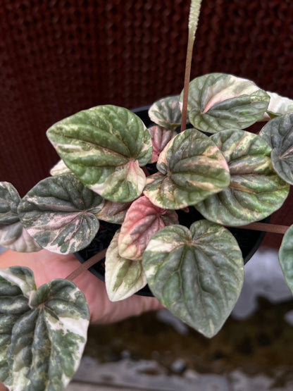 Peperomia Caperata Pink Lady
