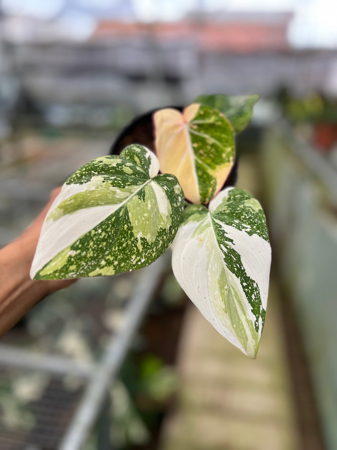 Philodendron Gloriosum Tricolor