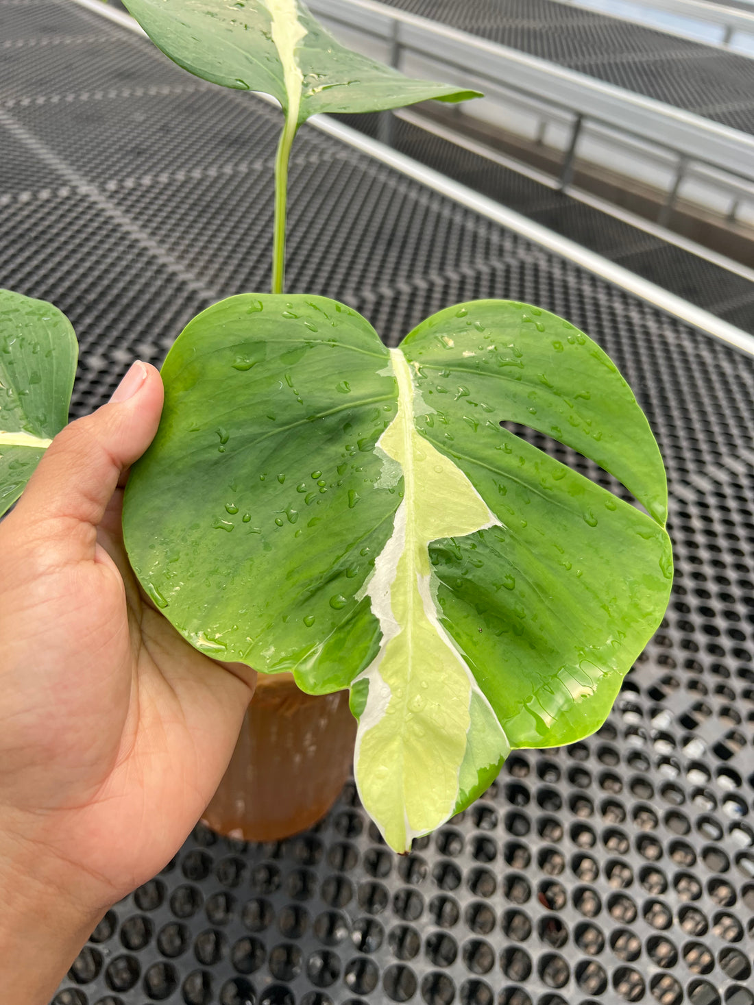 Monstera white Lava