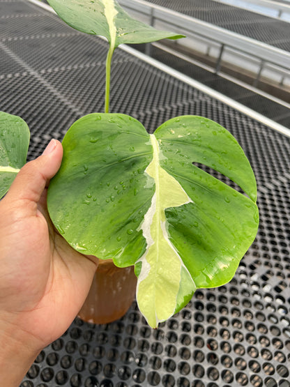 Monstera white Lava