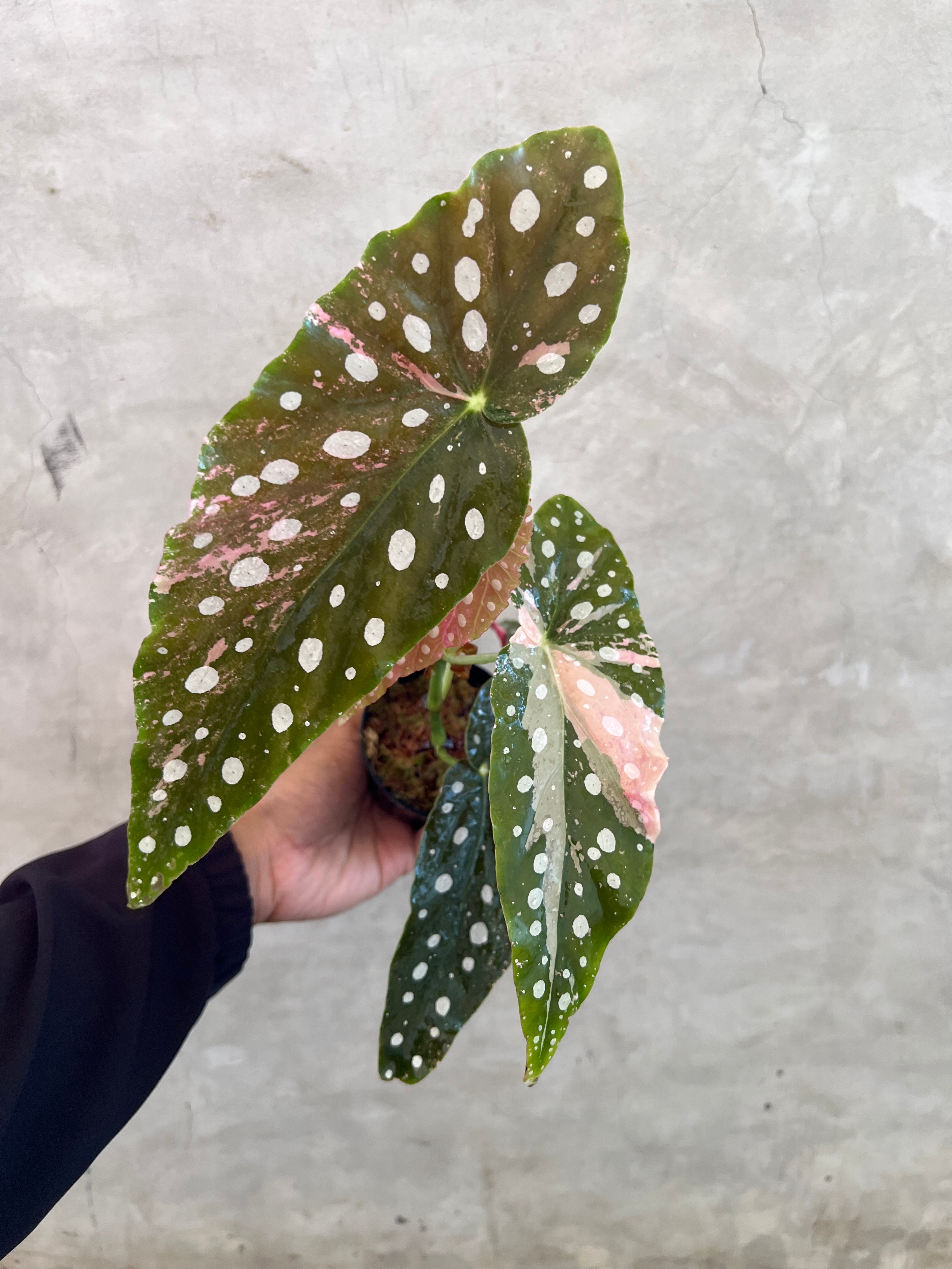 Begonia Maculata Variegated