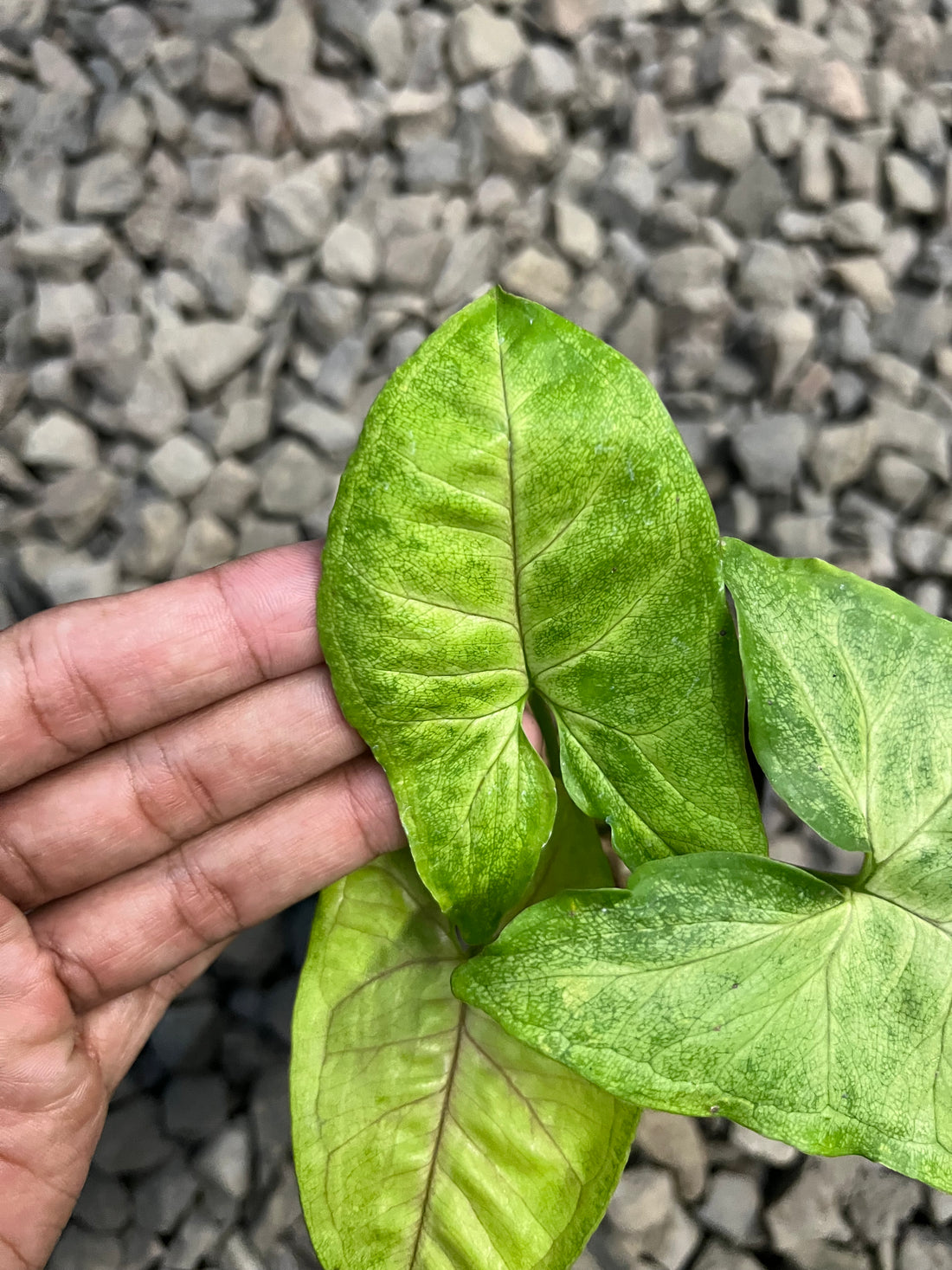 Syngonium Berry allusion