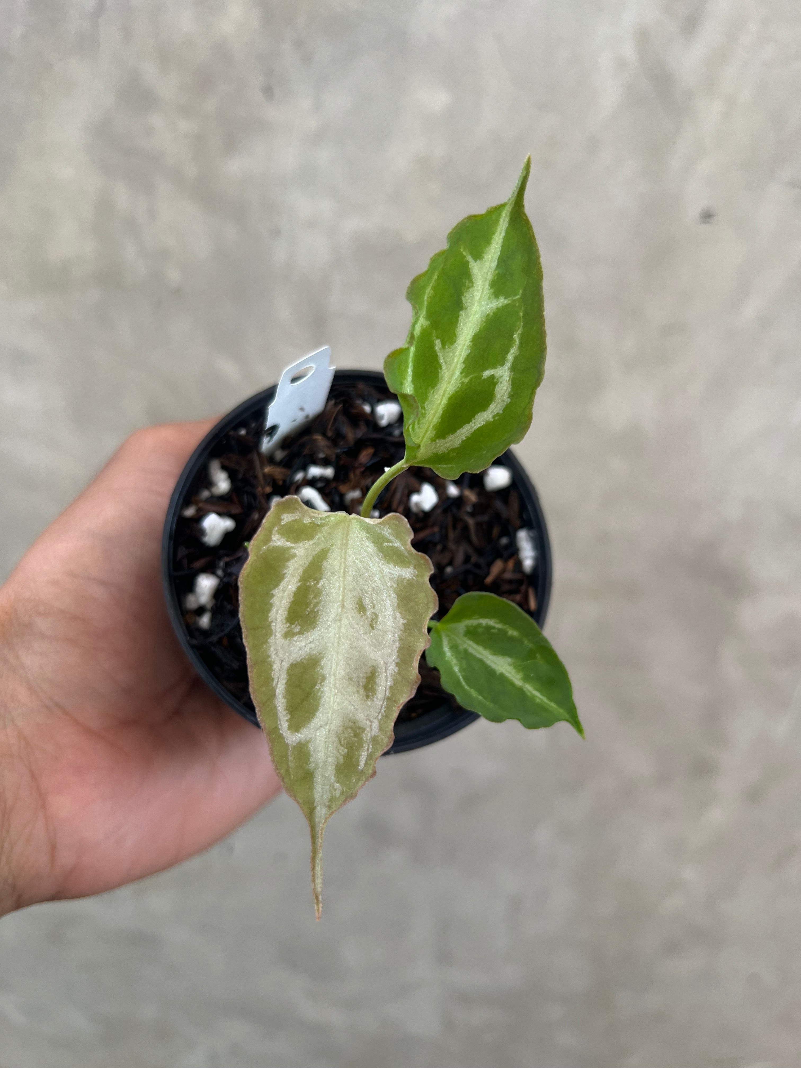 Anthurium Muchlis x Red Crystallinum Super Selected