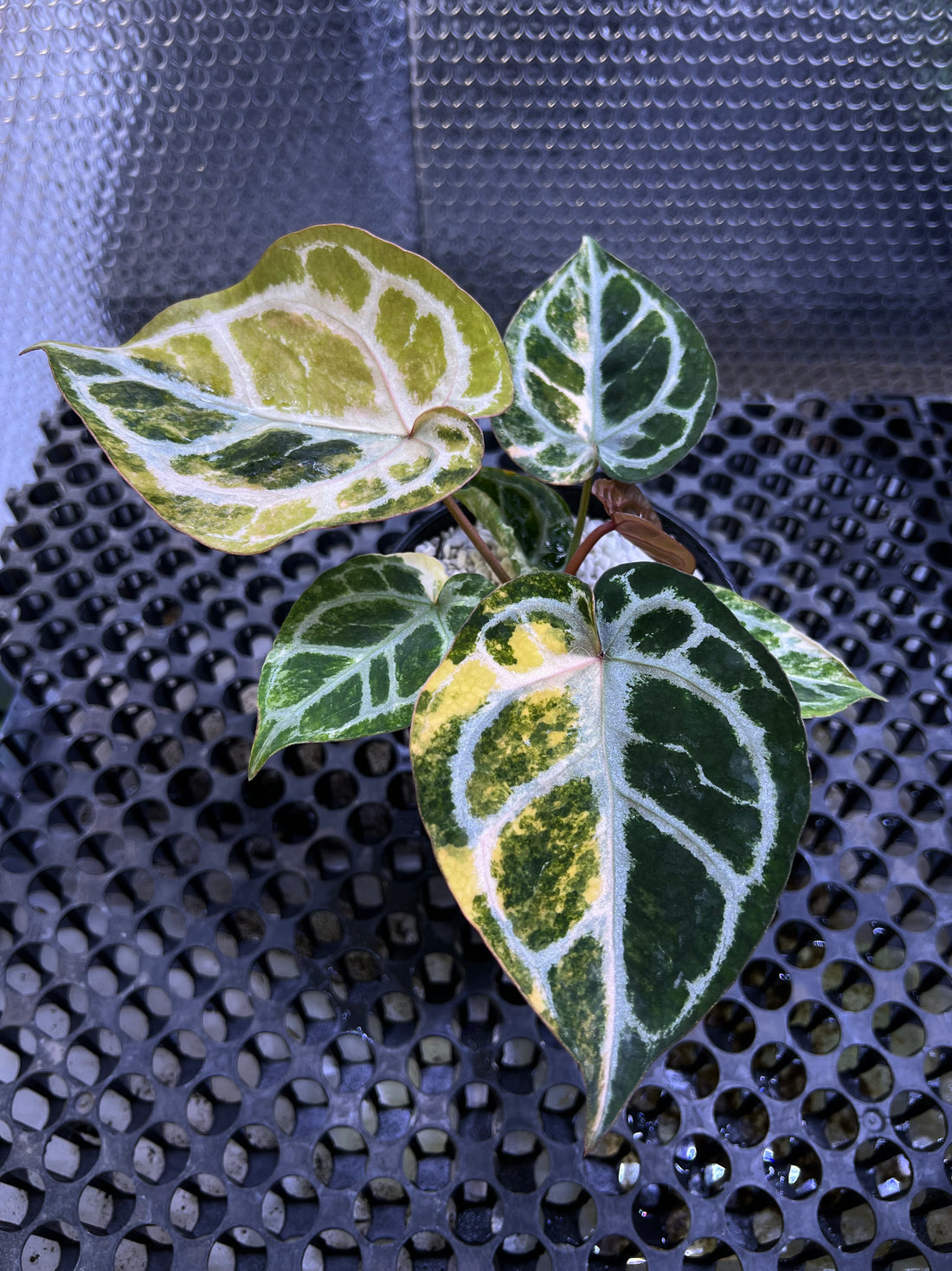 Anthurium Silver chrome Variegated x Red Crystallinum Docblock