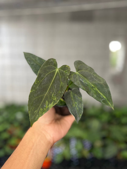 Anthurium Forgetii Variegated