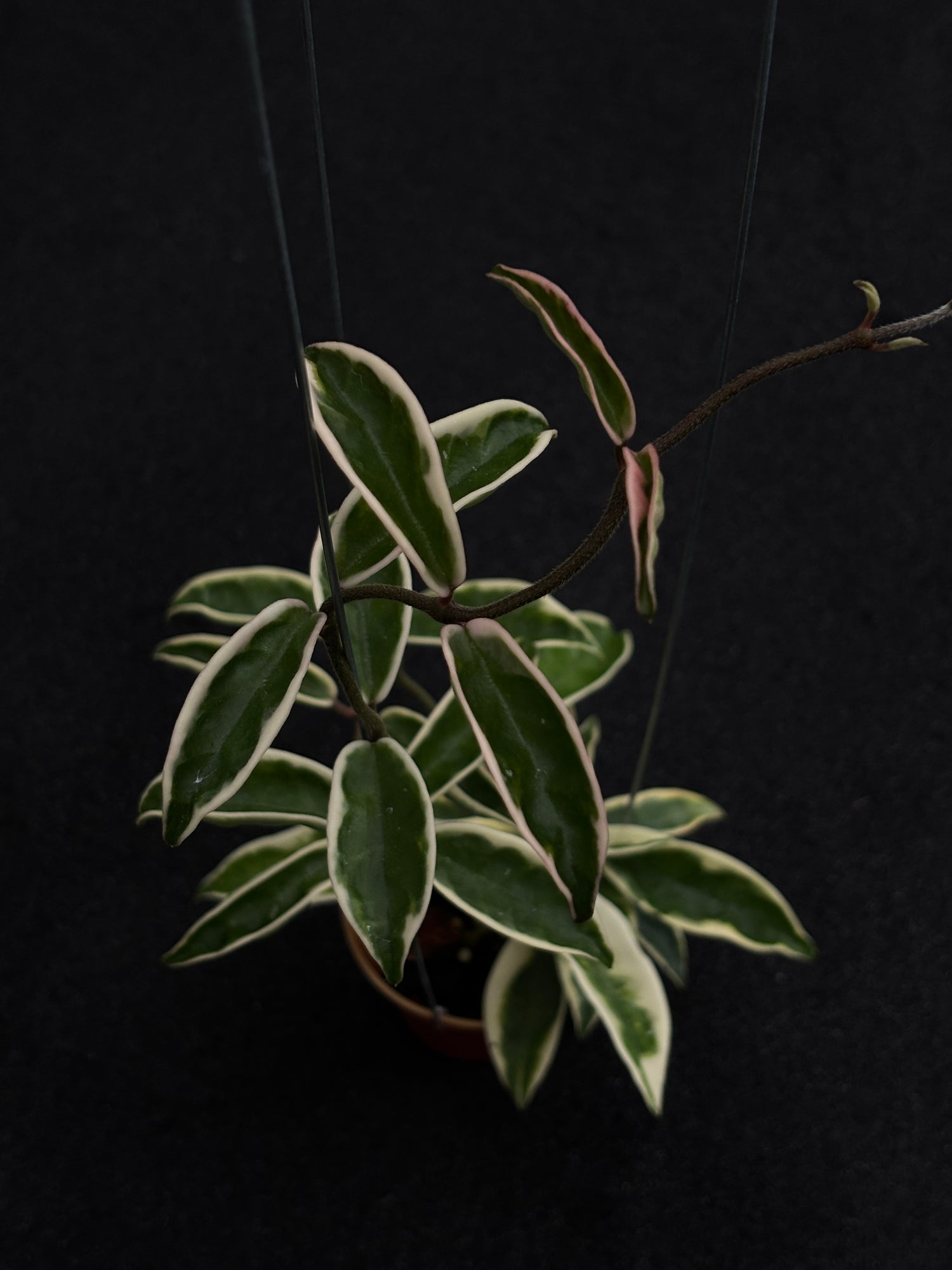 Hoya Carnosa Suzie
