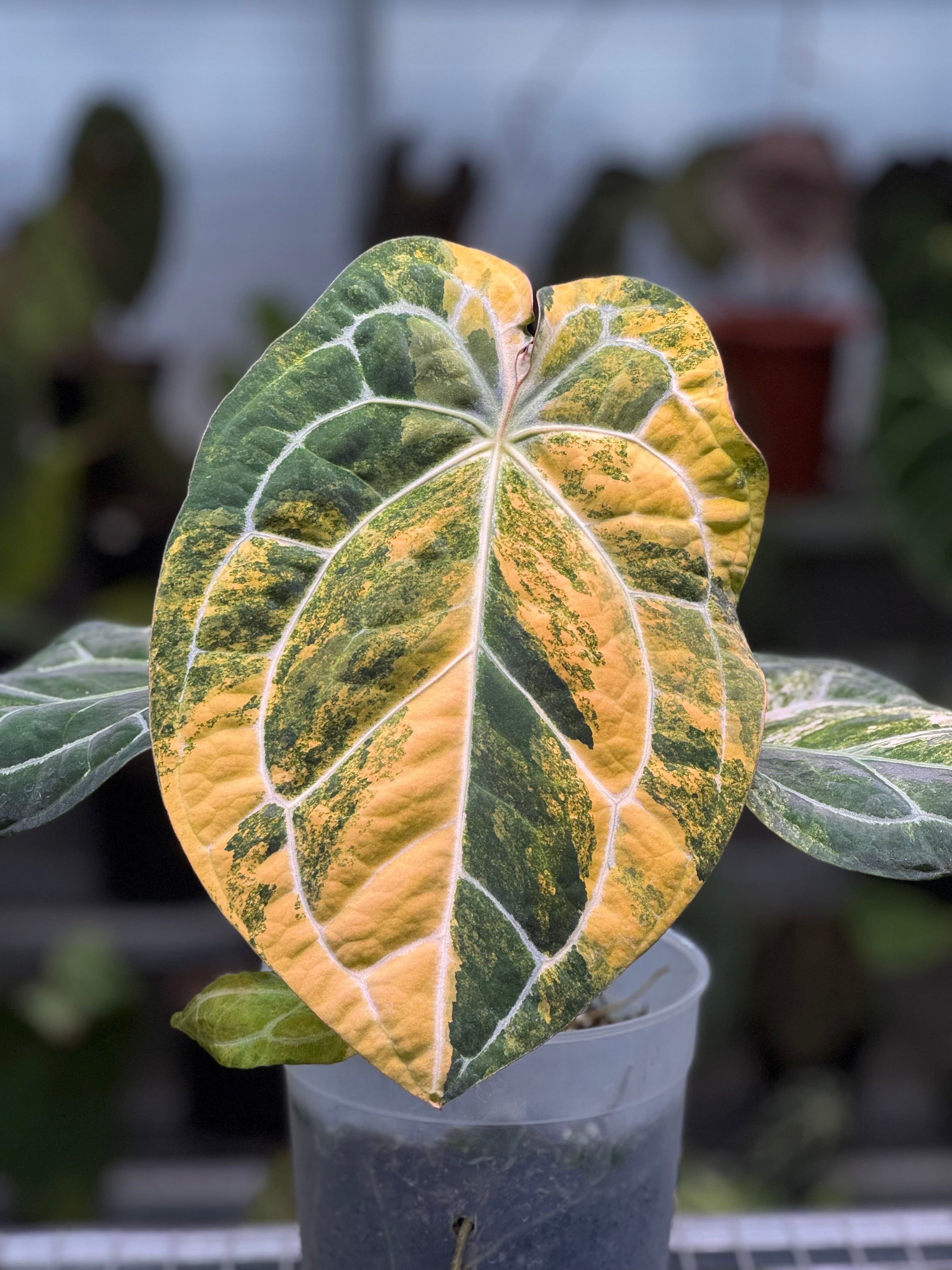 Anthurium Angela脇芽 Anthurium Angela脇芽 Secret Bazaar | _