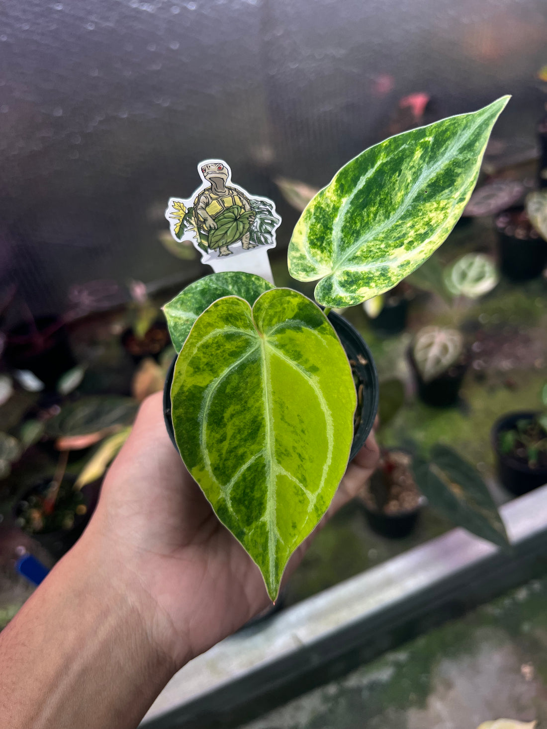 Anthurium Magnificum Hybrid Variegated