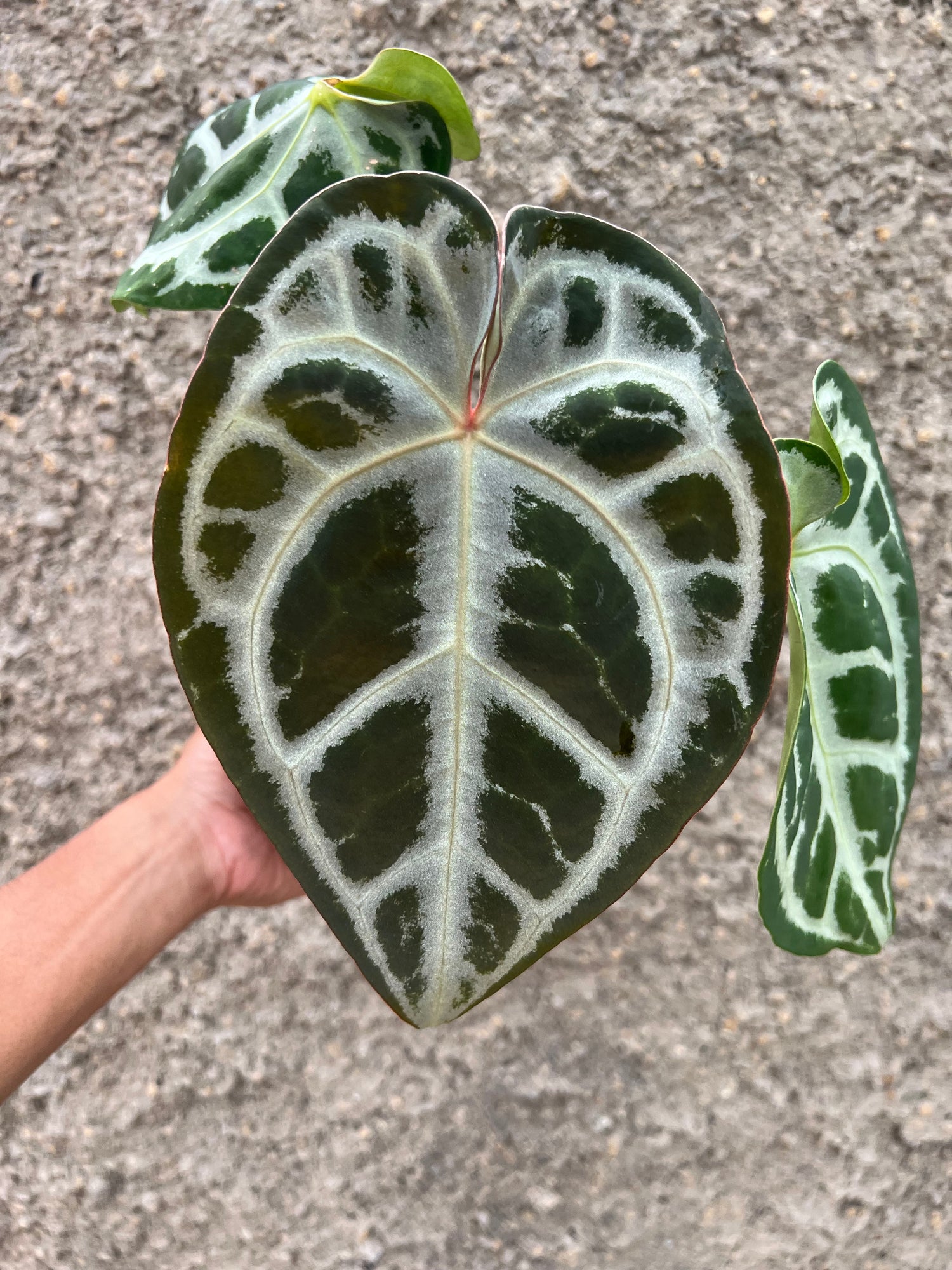 Anthurium SKG SILVER x Red Crystallinum NSE