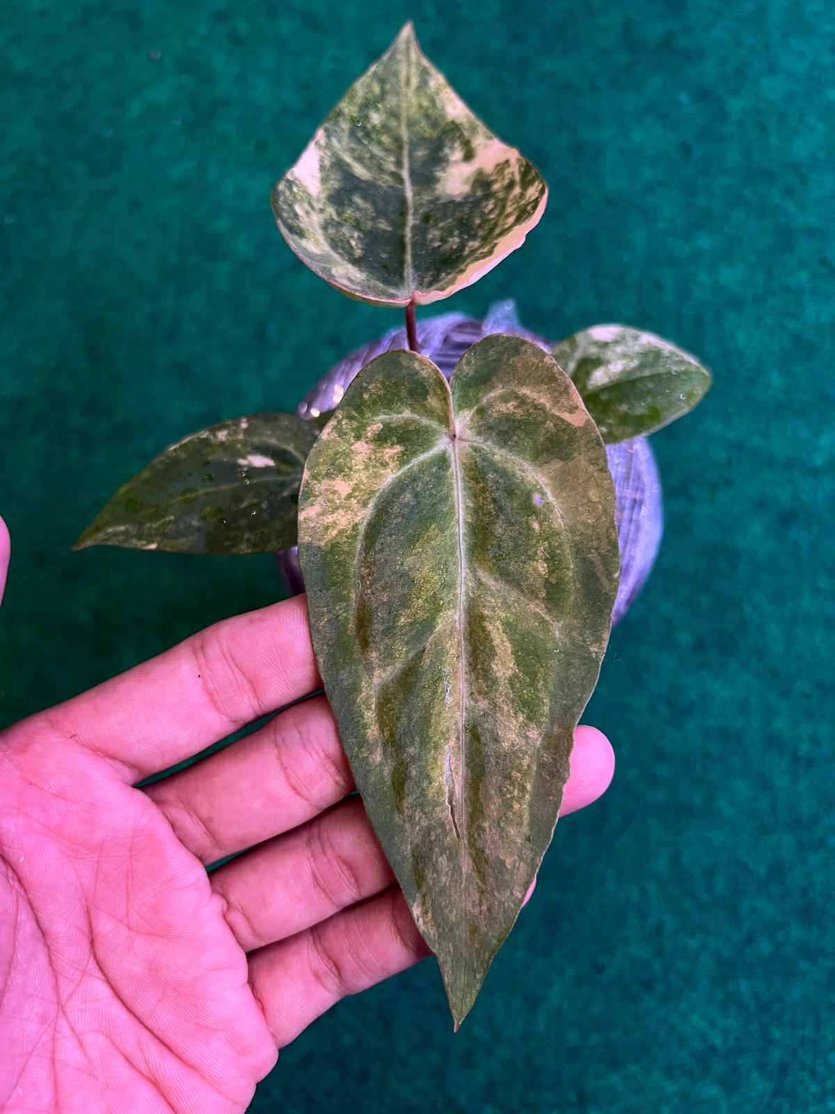 Anthurium Papilillaminum Pink x (BVIT x Zara Michelle)