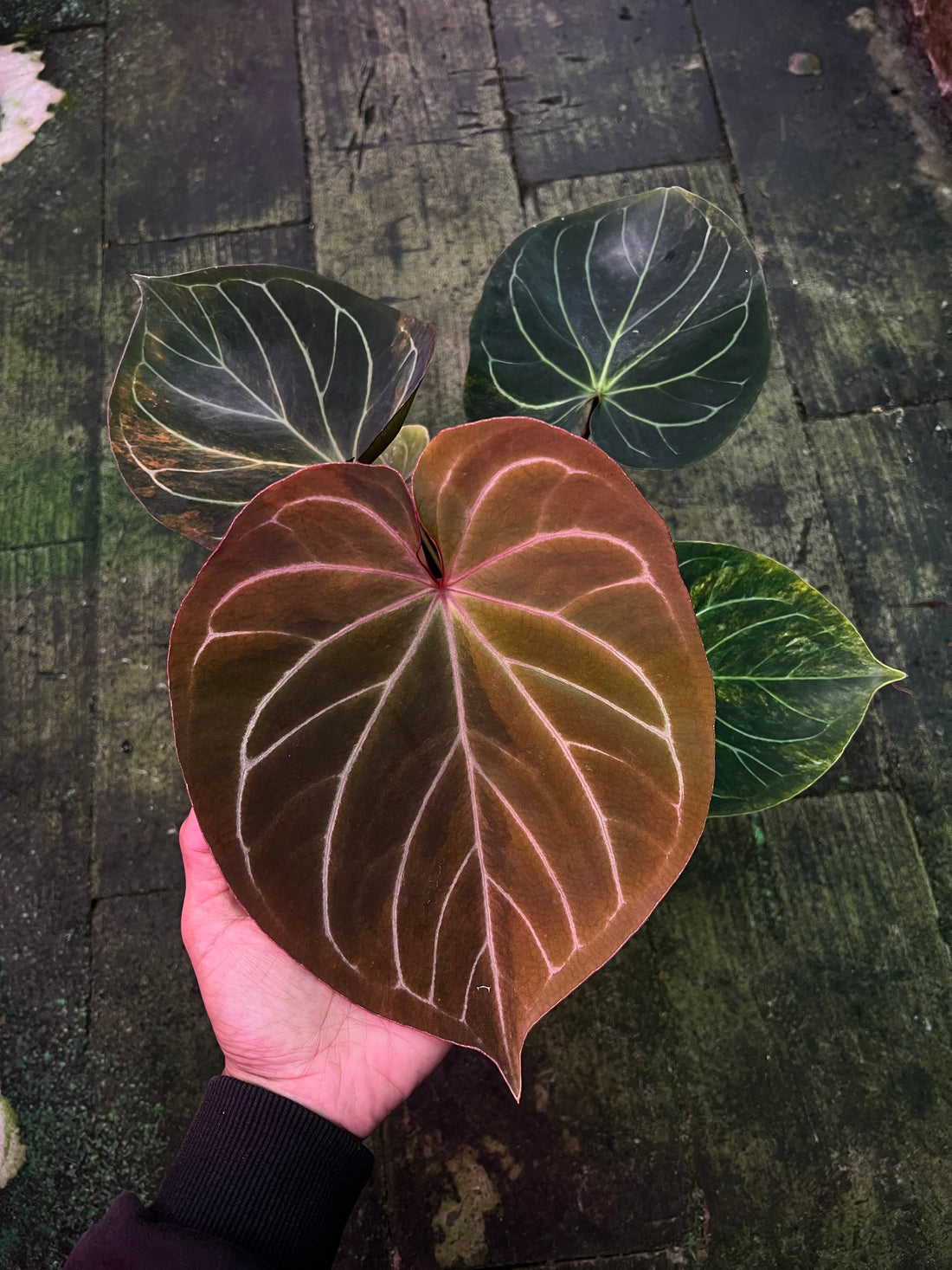 Anthurium King Of Spades Variegated