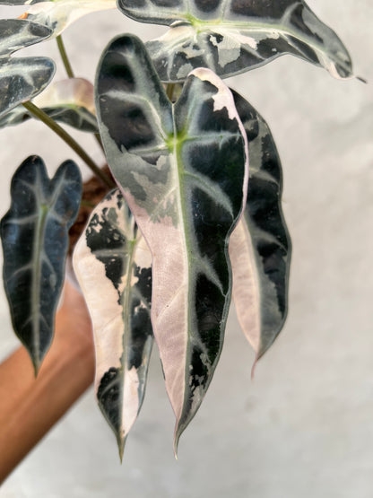 Alocasia Bambino Pink Variegated