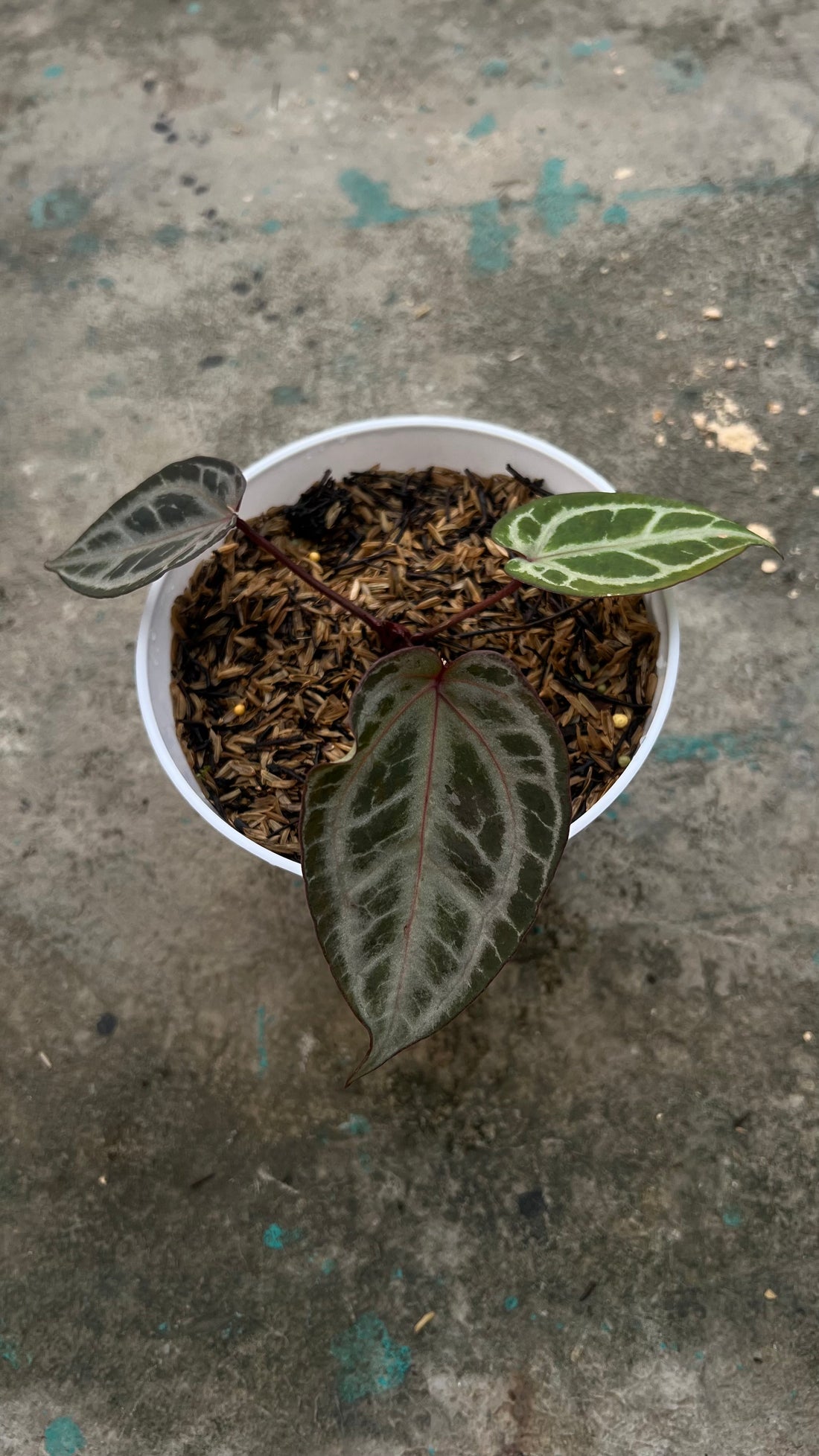 Anthurium Zara Michelle x Zara Michelle