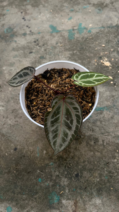 Anthurium Zara Michelle x Zara Michelle