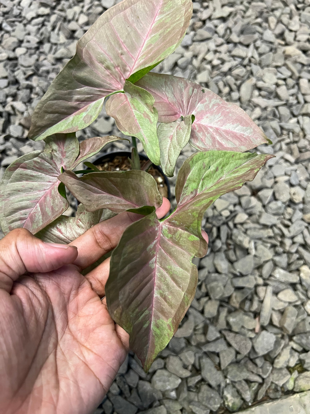 Syngonium Pink cloud confetti