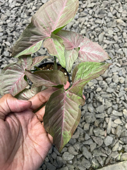 Syngonium Pink cloud confetti