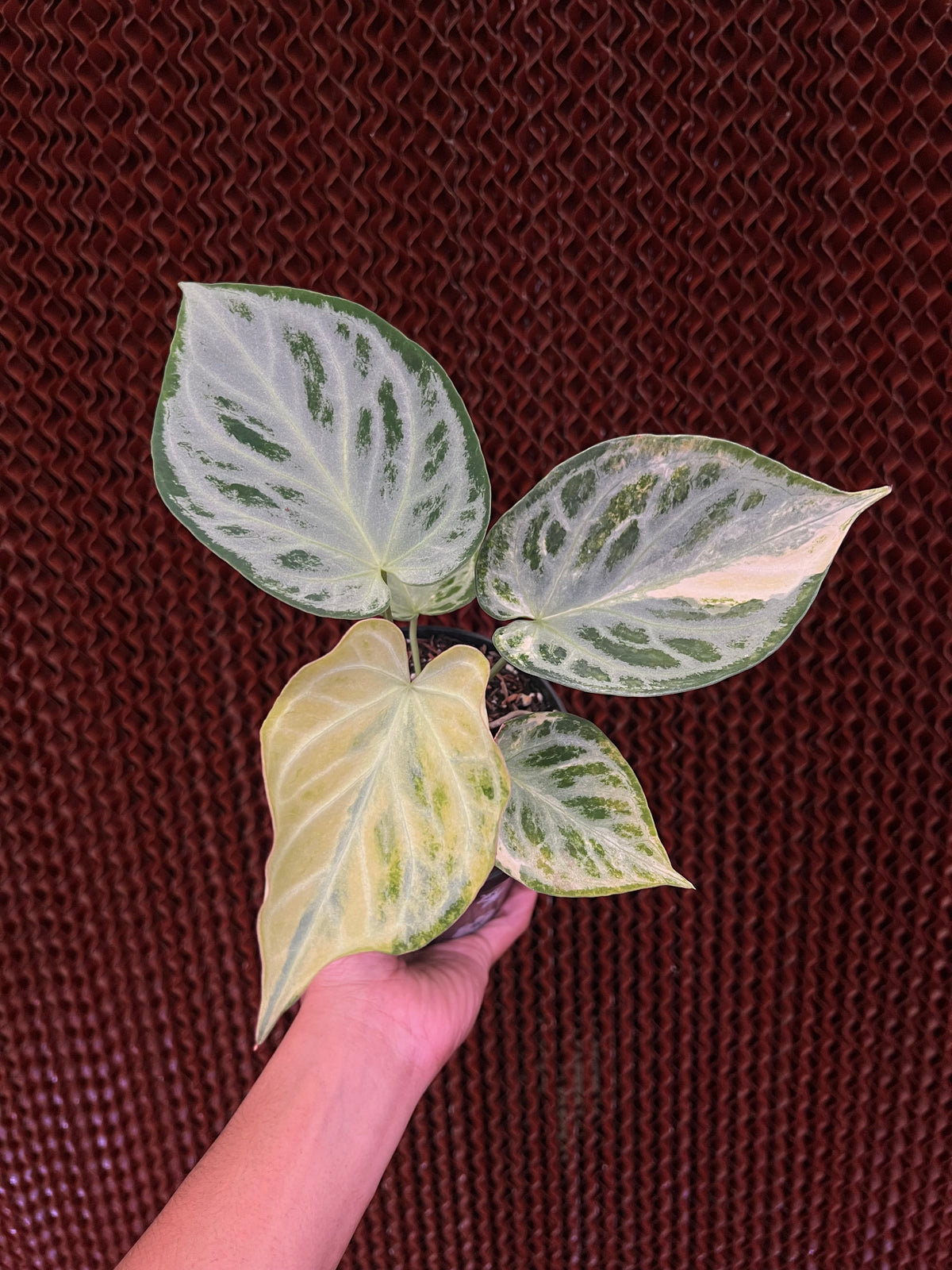 Anthurium Silver chrome Variegated
