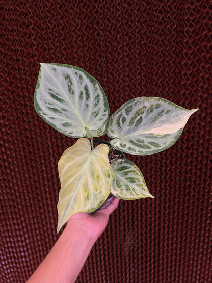 Anthurium Silver chrome Variegated