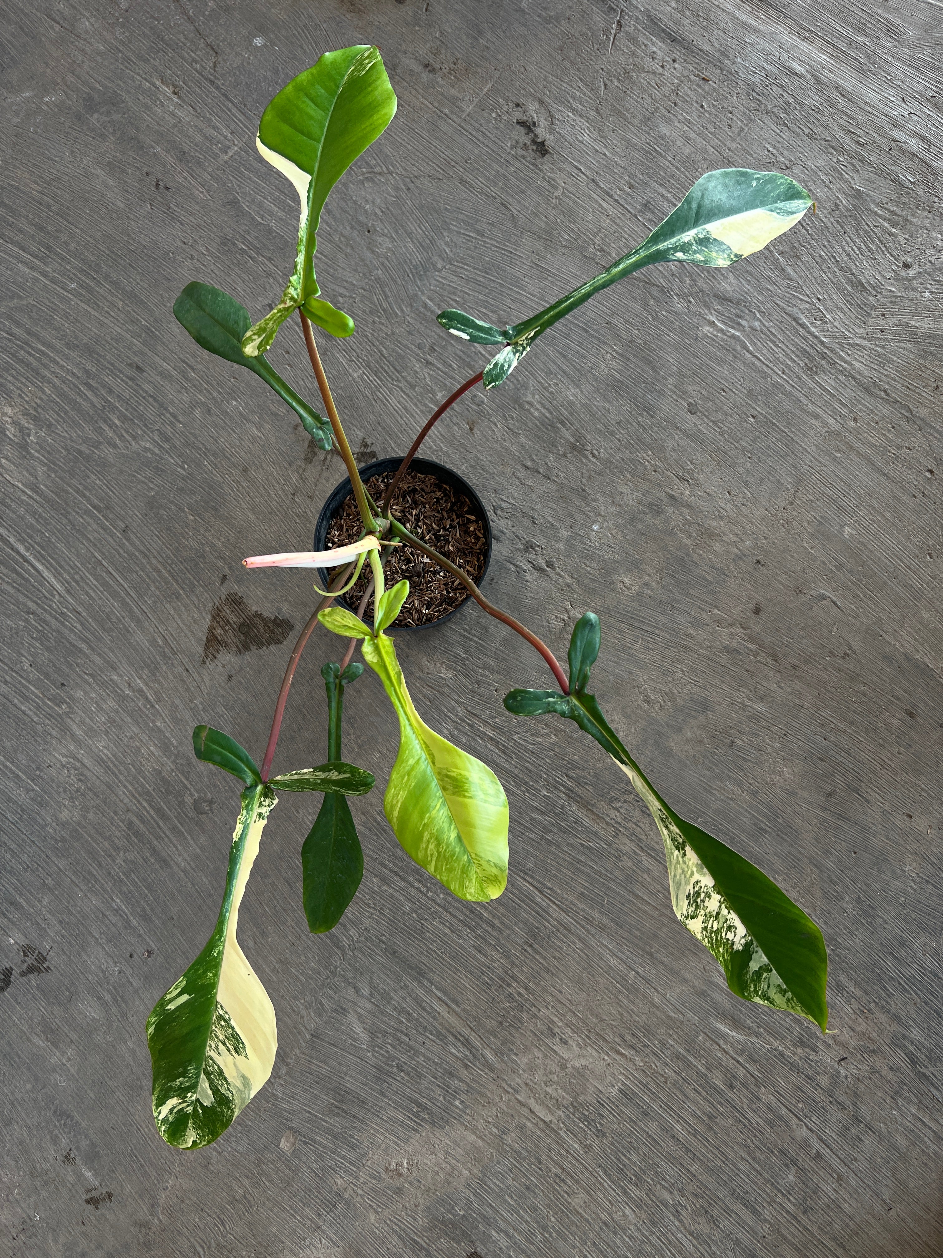 Philodendro Joepii Variegated