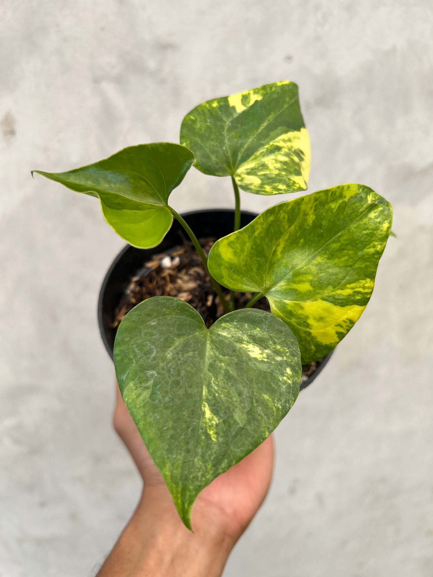 Anthurium Pterodactyl Varigated