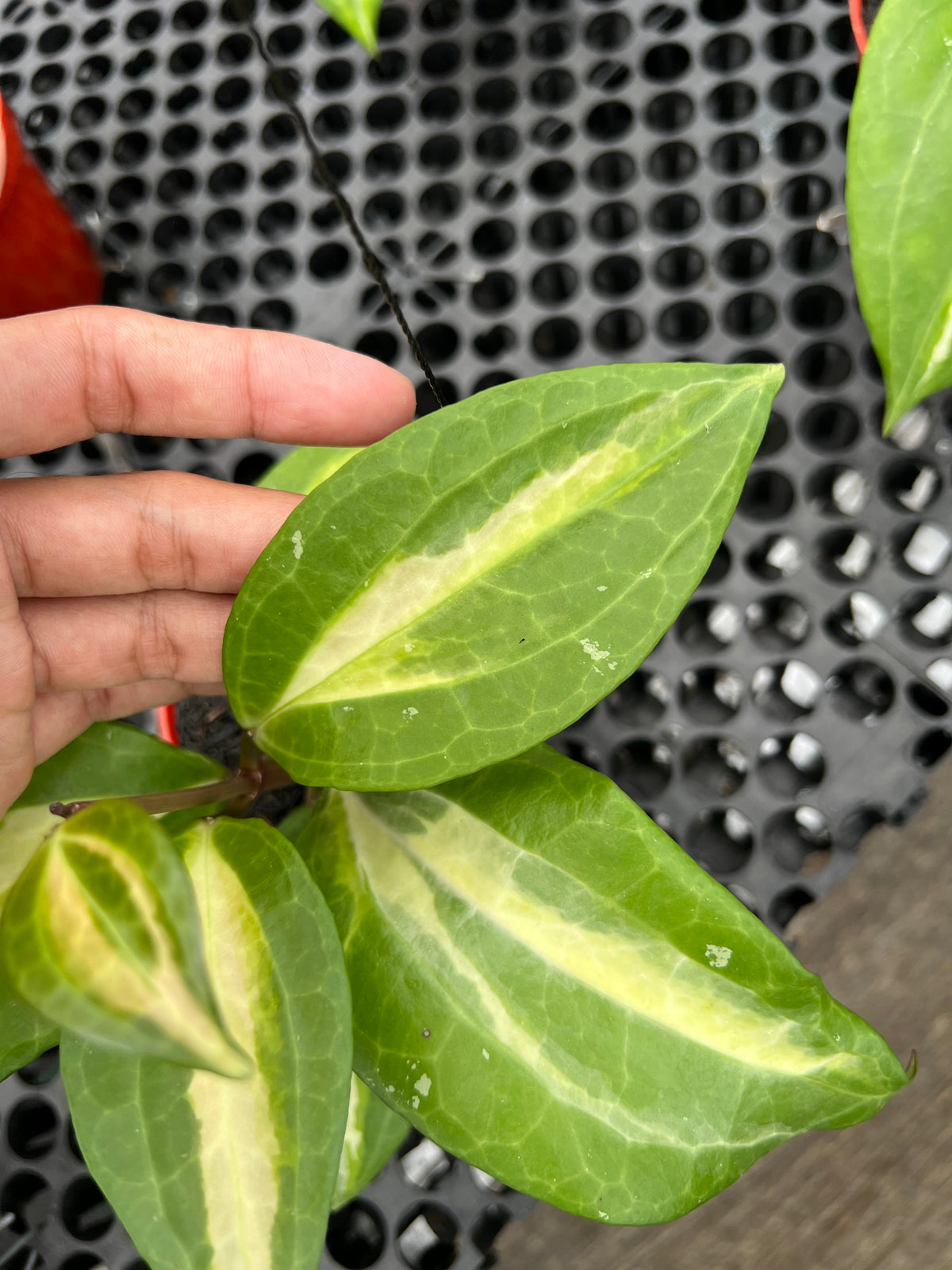 Hoya Latifolia Is Java