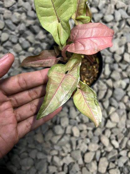 Syngonium Double red variegata