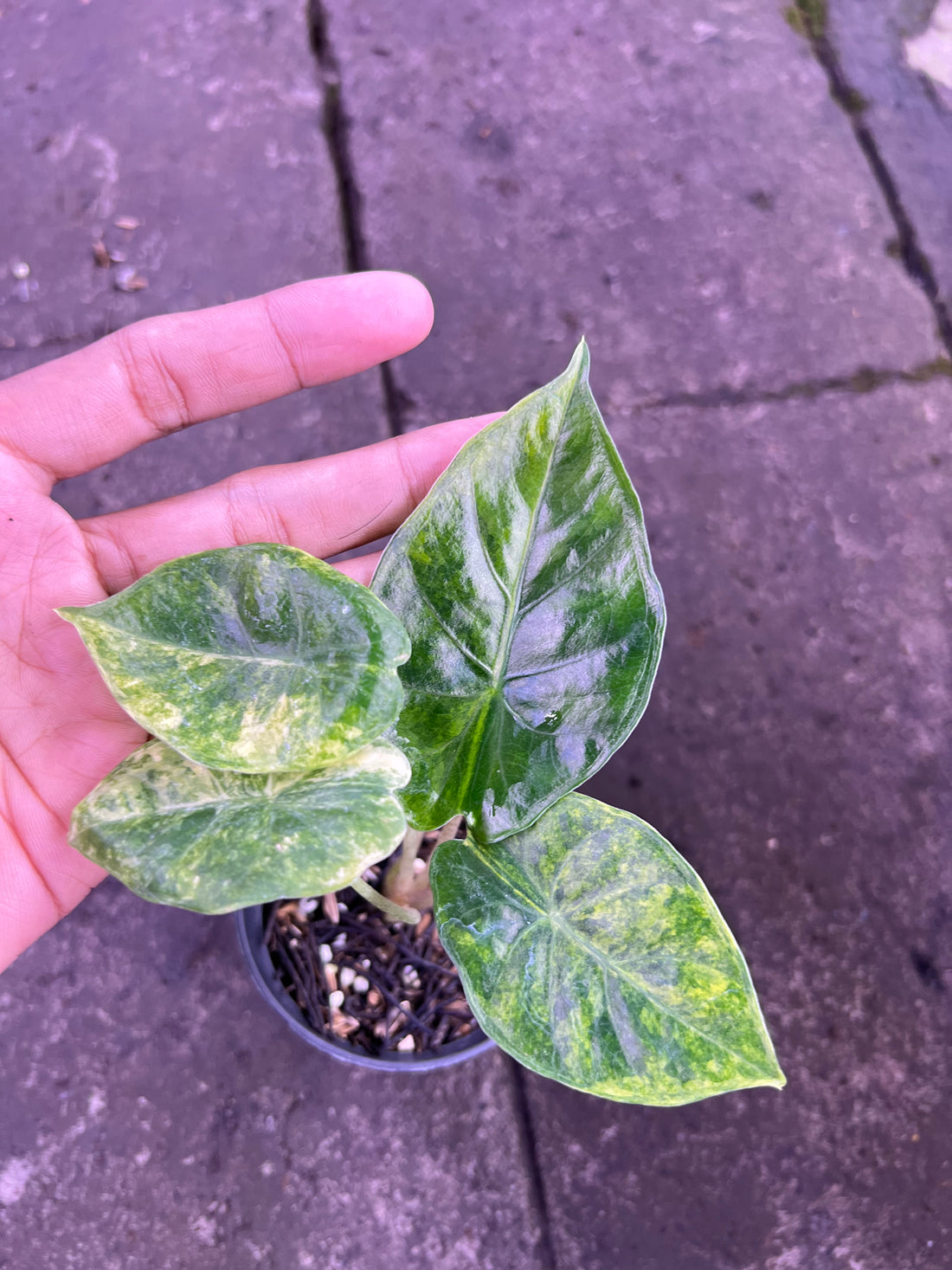 Alocasia hybrid (A. Puber aurea x Infernalis)