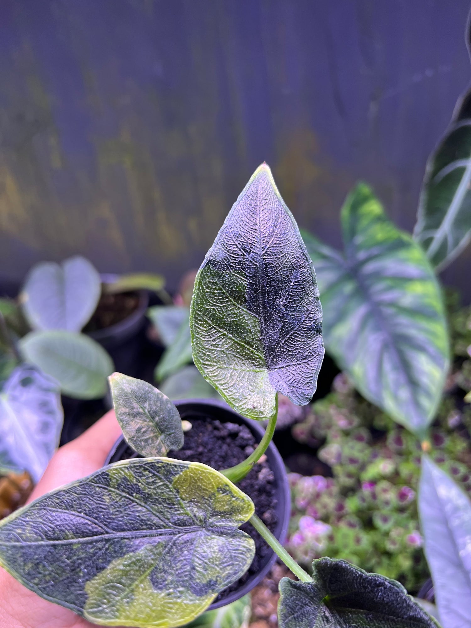 Alocasia Antoro Velvet Variegated Aurea