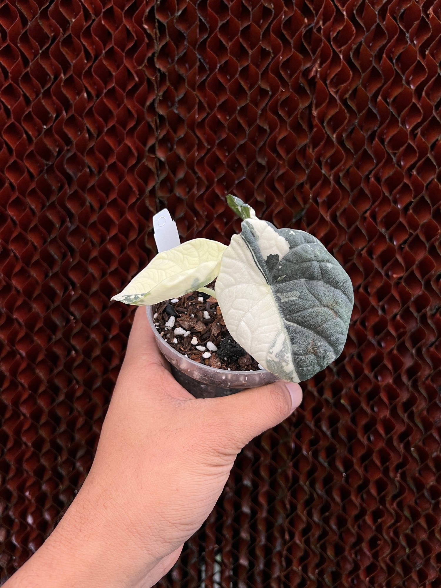 Alocasia Maharani Variegated