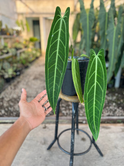Anthurium warocqueanum Dark Form medium size