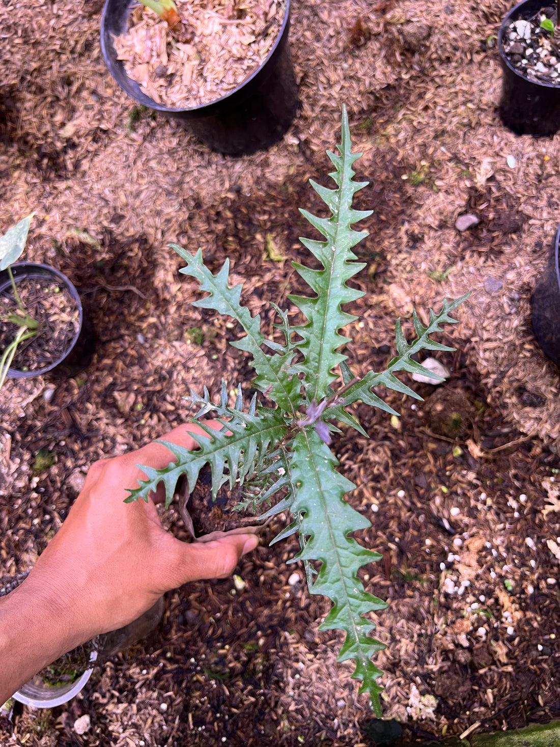 ardisia sp timika papua