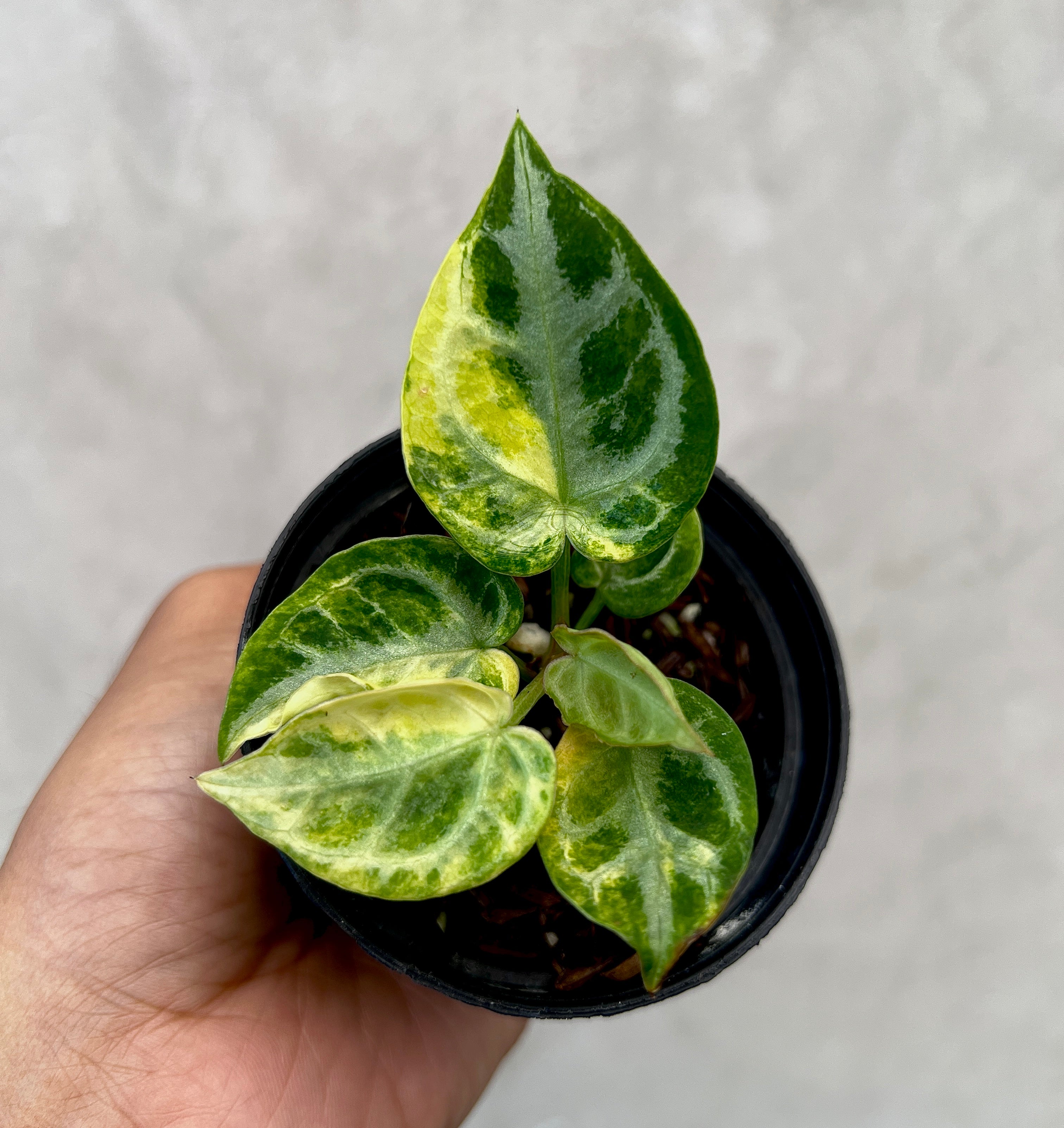 Anthurium Silver Chrome Variegated