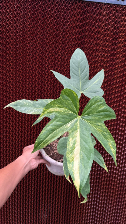 Anthurium Pedatoradiatum Auera Variegated