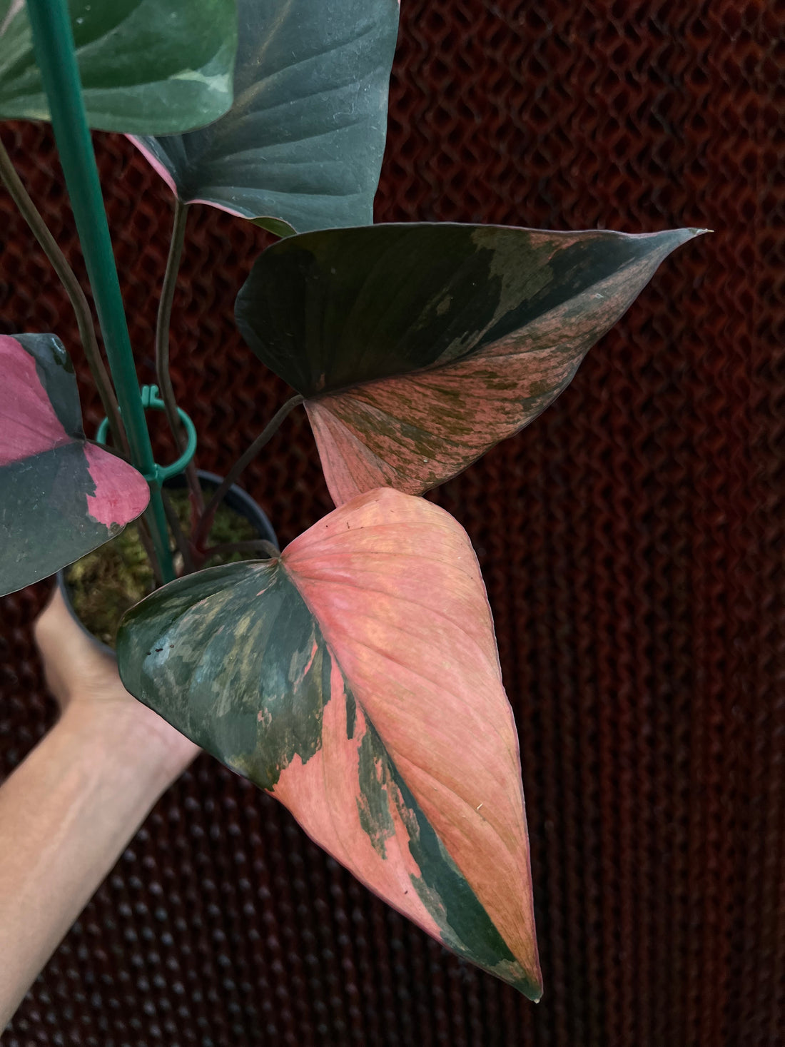 Homalomena Pink Diamond Variegated