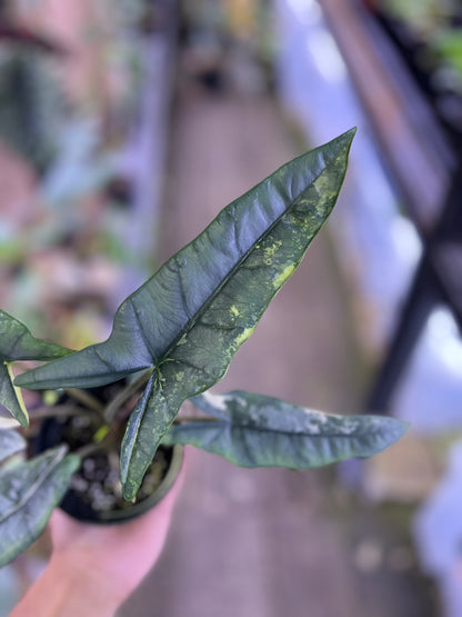 Alocasia Heterophylla Metalic blue albo