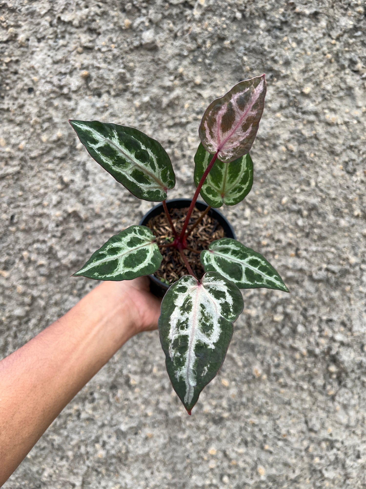 Anthurium Zara x Michelle Mutation/Super Selected
