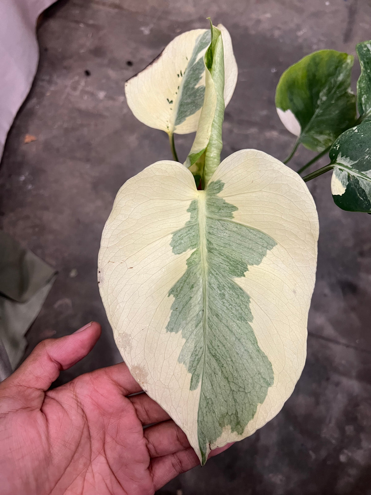 Monstera Casper