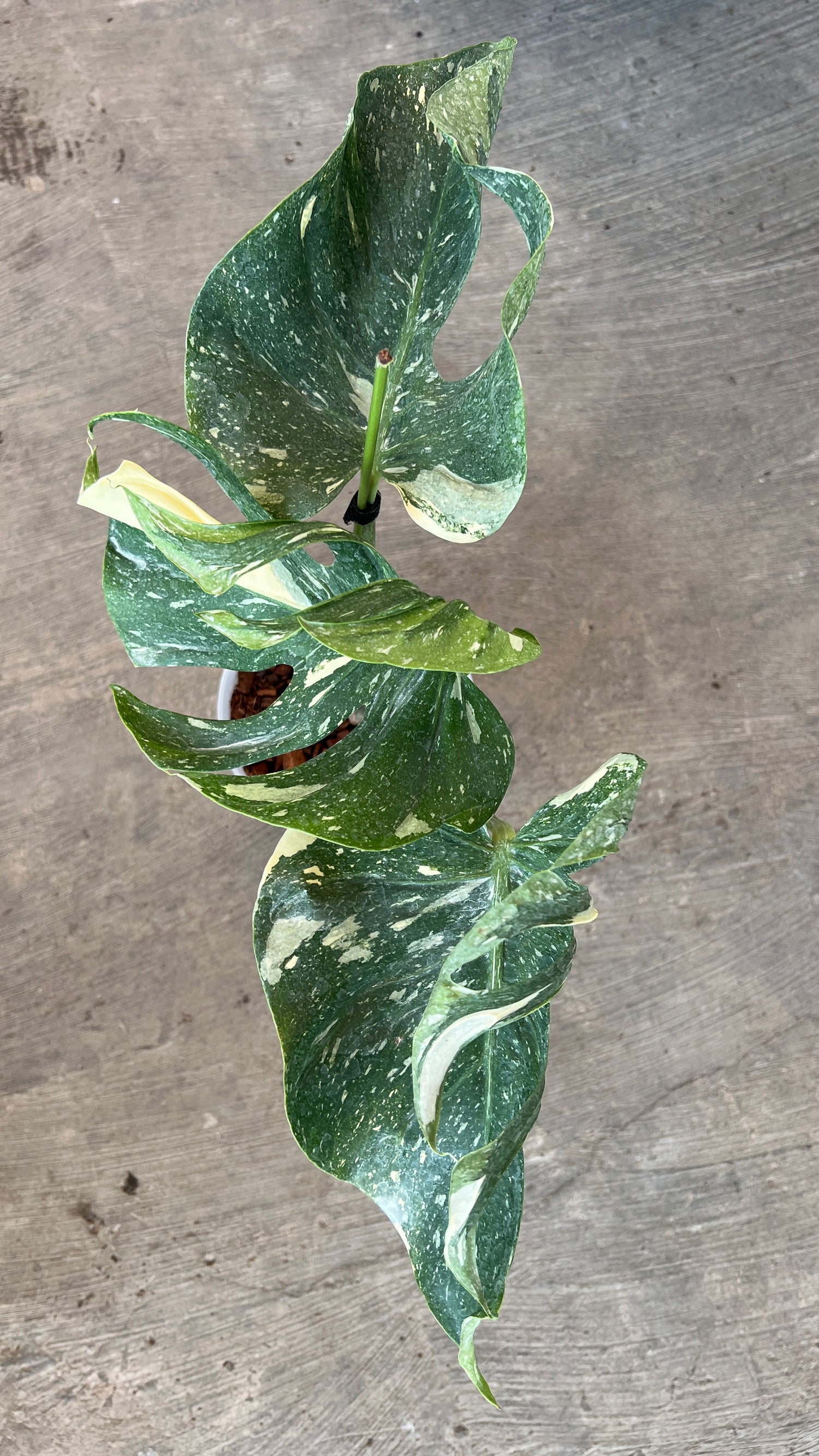 Monstera Medusa Variegated
