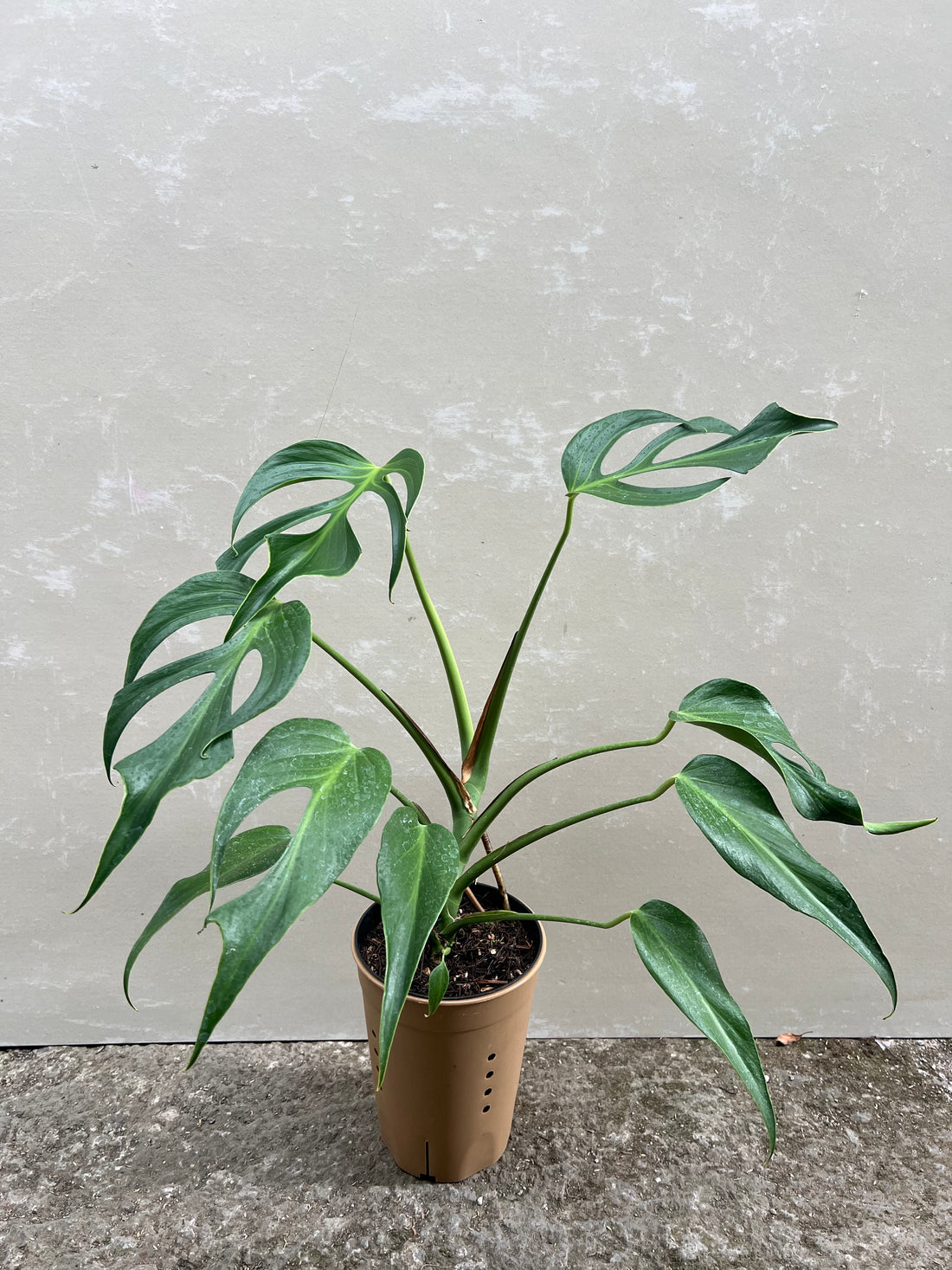 Monstera Burle Marx Flame Medium Size