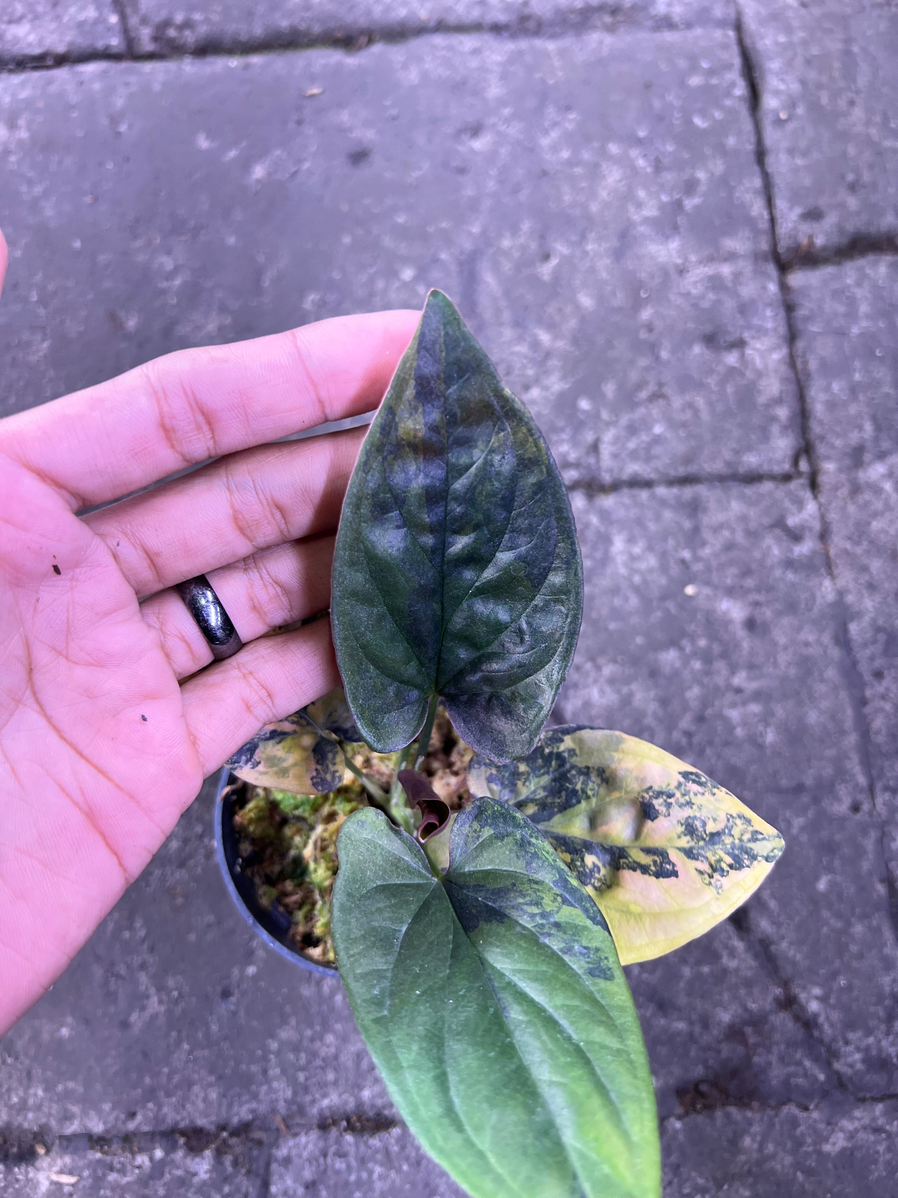 Syngonium erythrophyllum &