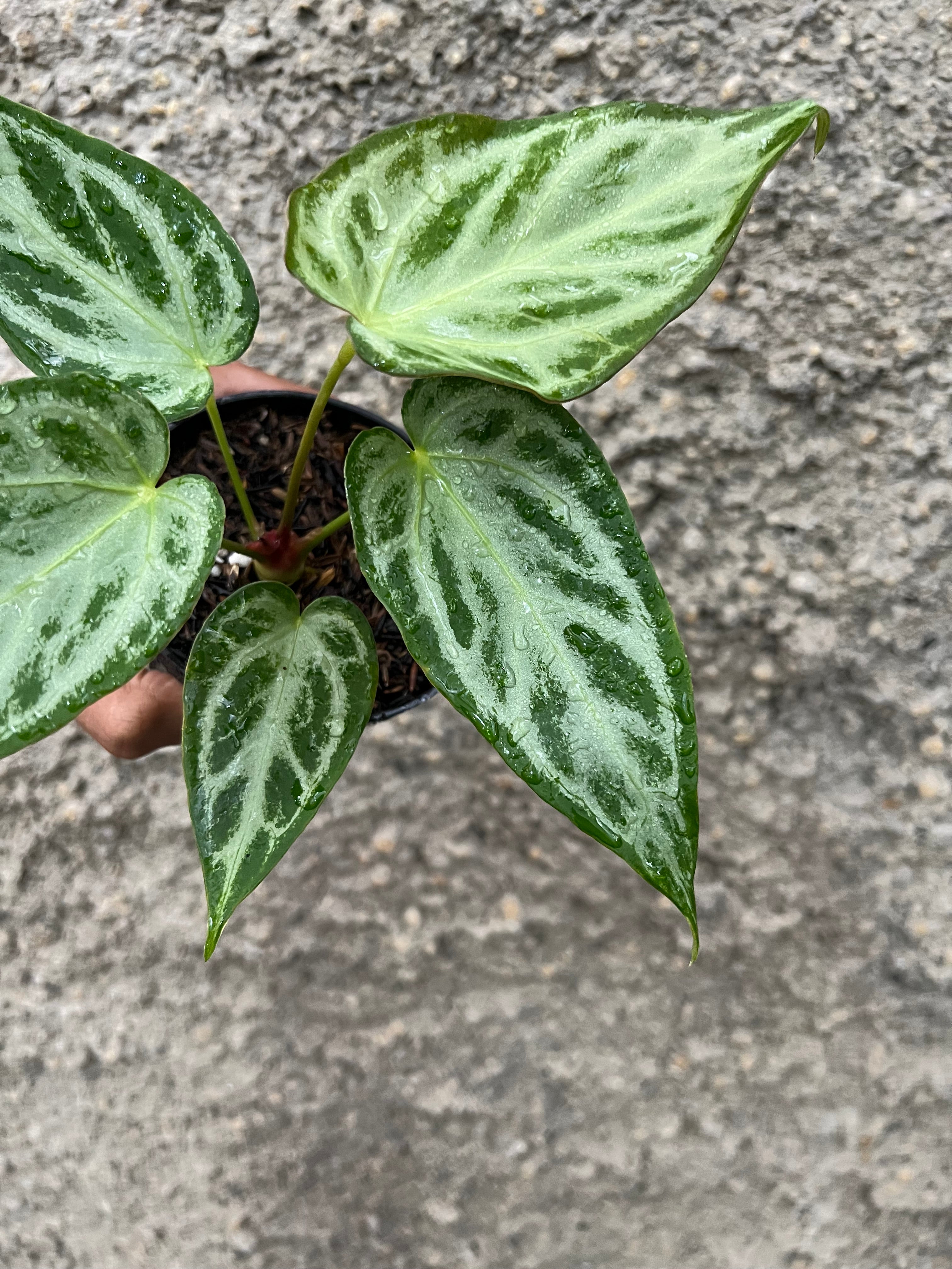Anthurium Silver Butterfly
