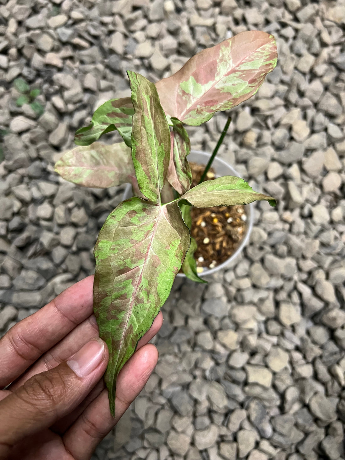 Syngonium Pink army